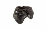 Eocene Ungulate (Hyopsodus) Mammal Premolar Fossil - France #214246-1